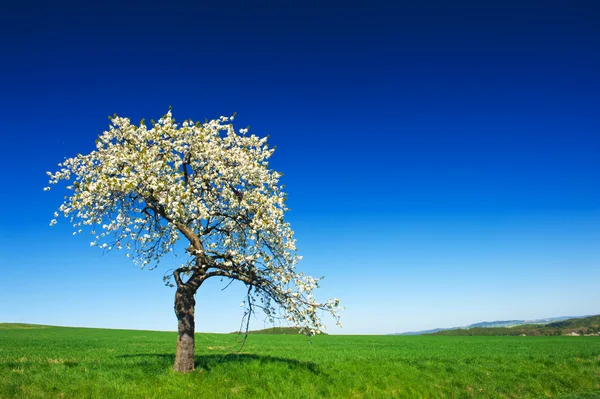 Baum in Blüte — Stockfoto