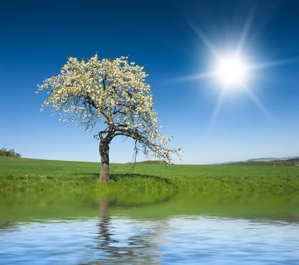 Δέντρο και ο ήλιος — Φωτογραφία Αρχείου
