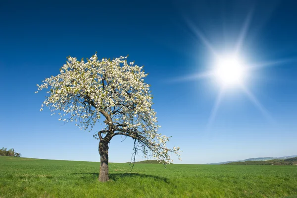 나무와 태양 — 스톡 사진