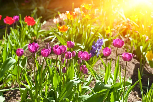 Sun and tulips — Stock Photo, Image