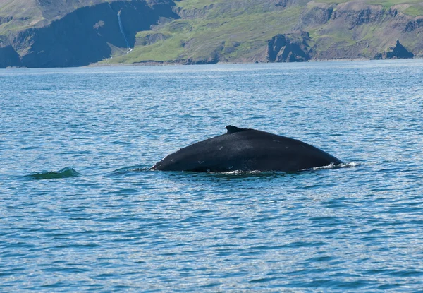 座头鲸 — 图库照片