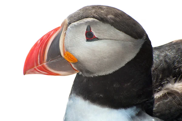 Puffin on white — Stock Photo, Image