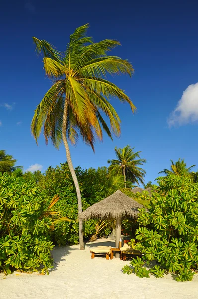 Strand mit Kokospalmen und Liegestuhl — Stockfoto