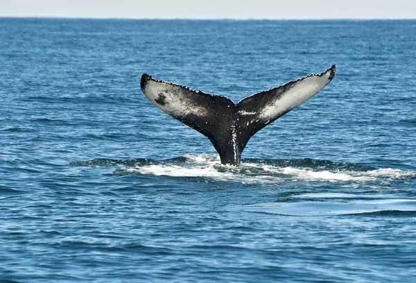 Горбатый китовый плавник — стоковое фото
