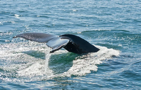 Aleta de ballena jorobada — Foto de Stock