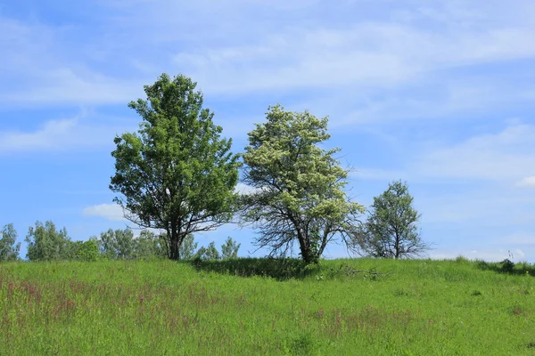 ต้นไม้สีเขียว — ภาพถ่ายสต็อก