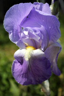 Iris Flowers clipart