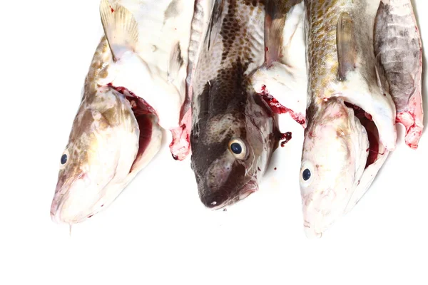 Cod fish — Stock Photo, Image
