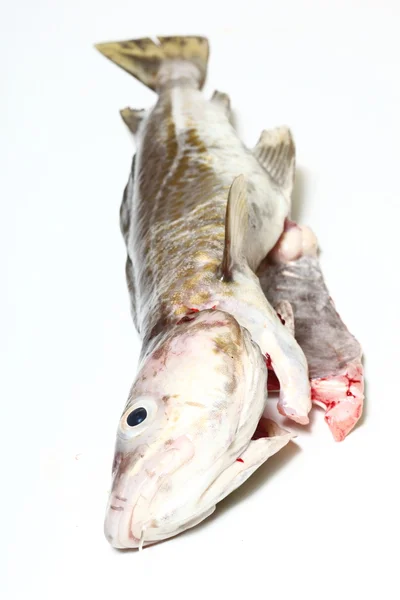 Ryba dorsz — Zdjęcie stockowe