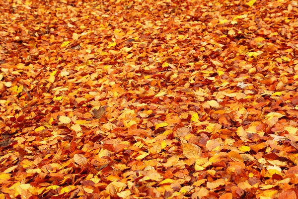 Herbstfarben im Waldblatt — Stockfoto
