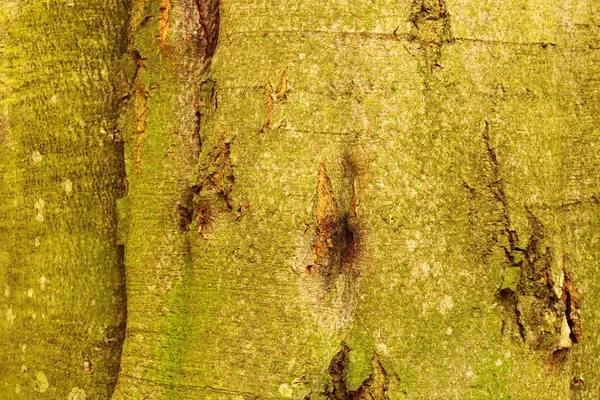 Starý strom zelená kůra — Stock fotografie