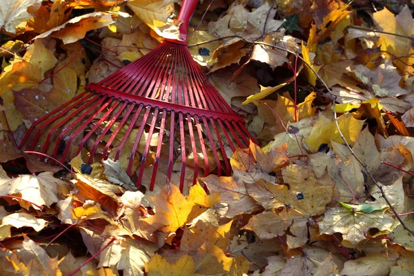Harke und Herbstlaub — Stockfoto