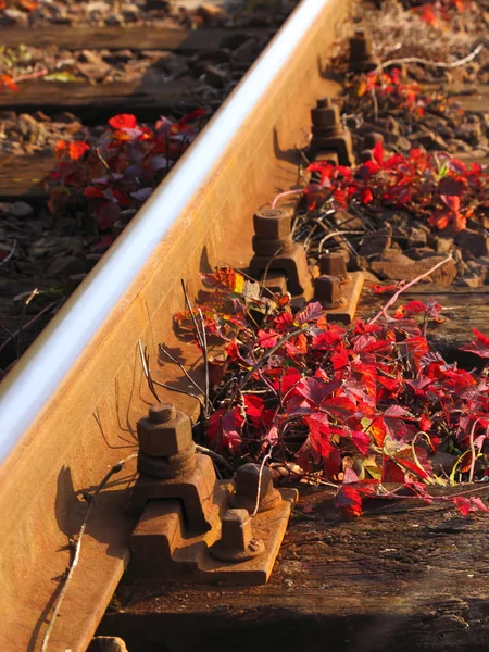 Rail Road Tracks and red flower — Stock Photo, Image