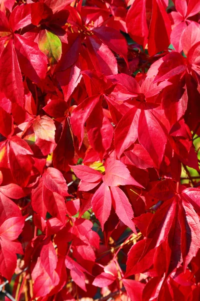 Jesienny ozdoba, czerwone liście — Zdjęcie stockowe