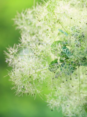 yeşil çiçek cotinus coggygria veya smoketree