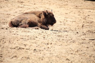 wisent hayvan Avrupa bison, Polonya