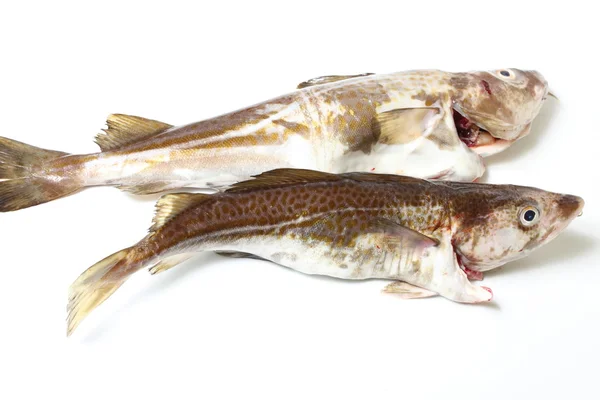 Cod fish — Stock Photo, Image