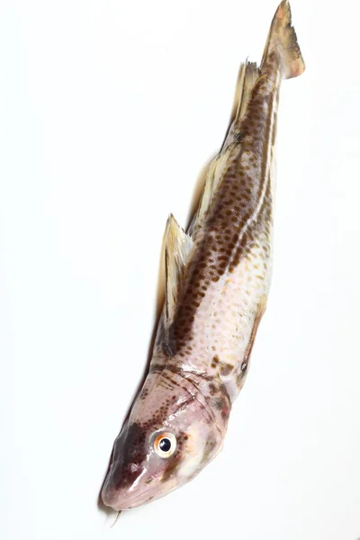 Рыба трески — стоковое фото