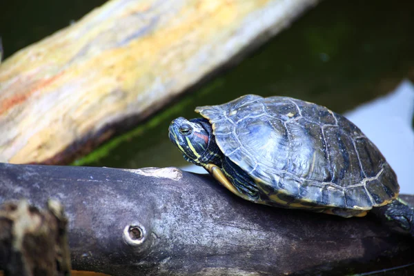 stock image Turtles Sunbathing on a Log