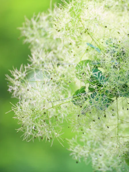 Flor verde Cotinus coggygria o Smoketree —  Fotos de Stock