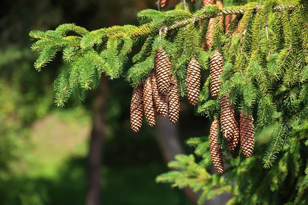 Conos de pino grandes colgando de una rama de árbol — Foto de Stock