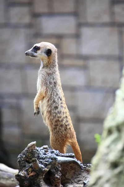Alerta animal meerkat (Suricata suricatta) de pé em guarda — Fotografia de Stock