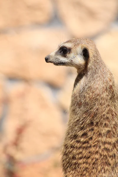 Alerta animal meerkat (Suricata suricatta) de pé em guarda — Fotografia de Stock