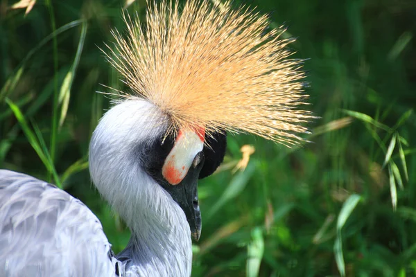 African Crowned Crane crested — Stock Photo, Image