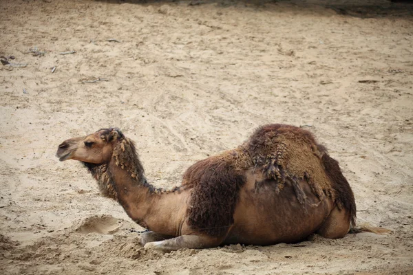 Kamelen in de woestijn dier — Stockfoto