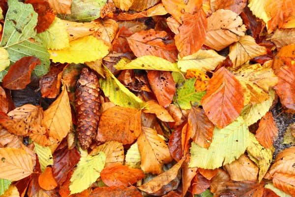 Cores de outono em folha de floresta — Fotografia de Stock