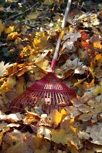 Rake and autumn leaves — Stock Photo, Image