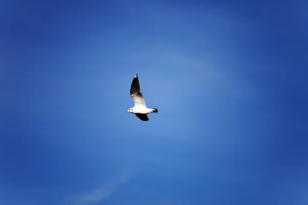 海鸥、 鸥 — 图库照片