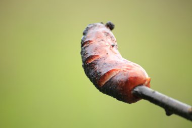 şenlik ateşi kamp ateşi yangın alevleri Steak Barbekü Izgara