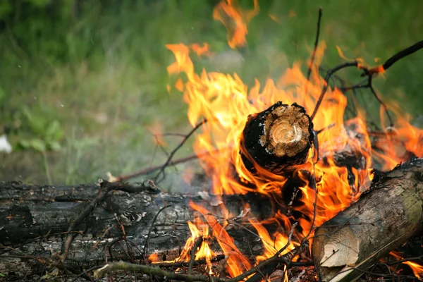 Şenlik ateşi kamp ateşi yaz orman doğa yangın — Stok fotoğraf