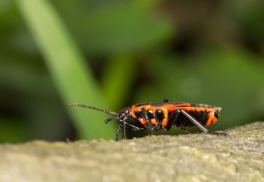 Firebug'ı pyrrhocoris apterus