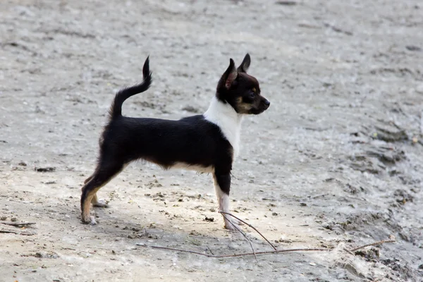 stock image Chihuahua