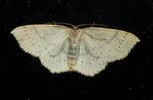 Night Moth — Stock Photo, Image