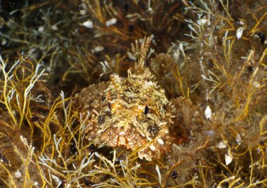 küçük ölçekli scorpionfish