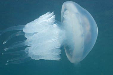 Jellyfish (Rhizostoma pulmo) clipart