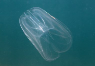 Denizanası (Mnemiopsis leidyi)