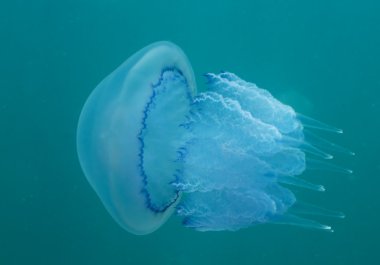 Jellyfish (Rhizostoma pulmo) clipart