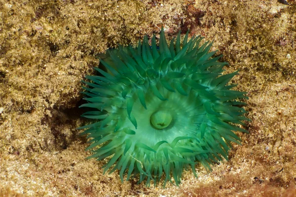 Зеленая актиния — стоковое фото