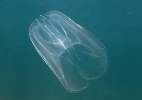 Jellyfish (Mnemiopsis leidyi) — Stock Photo, Image
