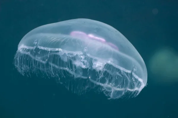 Jellyfish (Aurelia aurita) — Stock Photo, Image