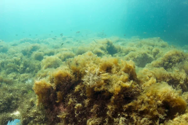 Stock image Underwater landscape