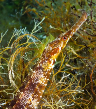 Black Sea pipefish clipart