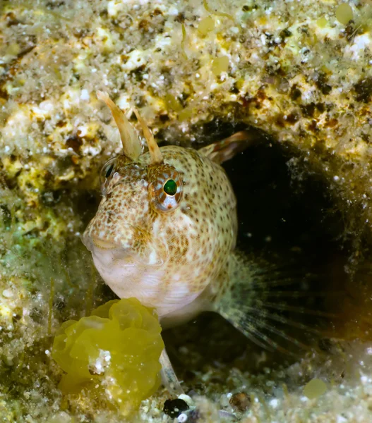 Sfinge pesce blenny — Foto Stock