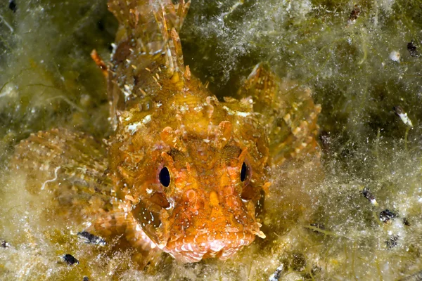 stock image Black Sea scorpionfish