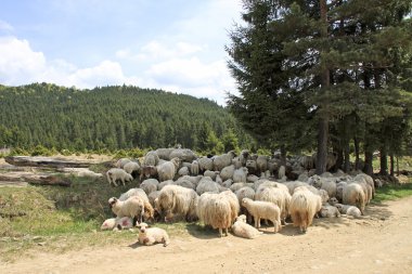 Bir koyun sürüsü.