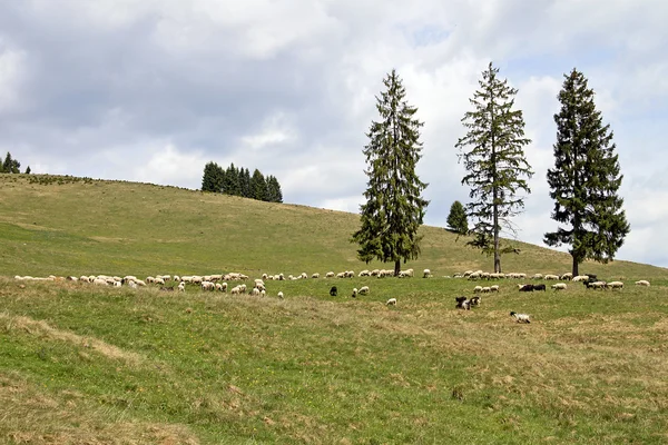 牧场上的羊 — 图库照片